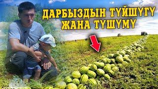 Эң чоң ДАРБЫЗ 12 КГ || БААСЫ КАНЧА?