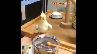 طائر الكوكتيل يقرع الطبل  ??? calopsitte