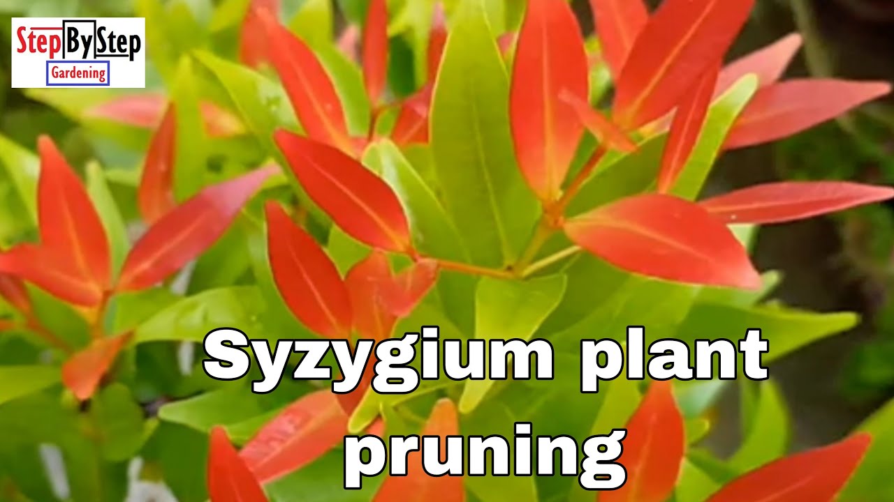 Syzygium plant pruning//ऐसे करे सिजाइजियम की कटिंग