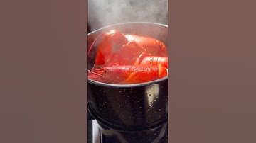 Steaming lobsters