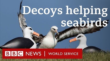 The fake birds tricking real ones into nesting safely - People Fixing the World, BBC World Service