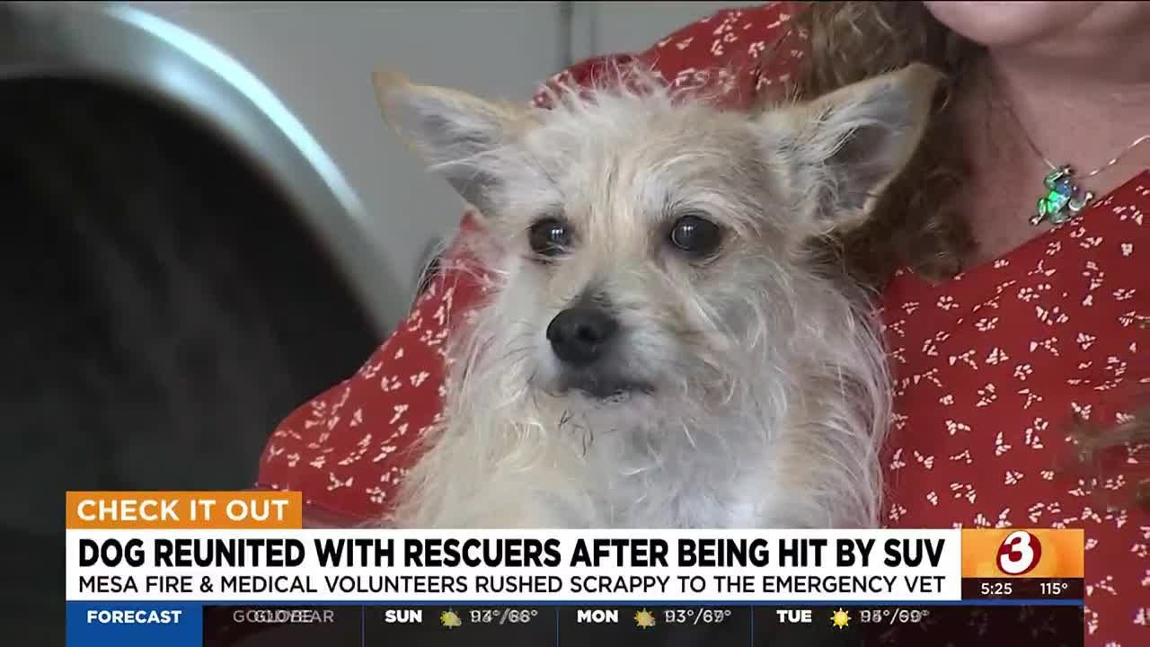 Dog reunited with rescuers after being hit by SUV in Mesa - YouTube