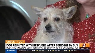 Dog reunited with rescuers after being hit by SUV in Mesa