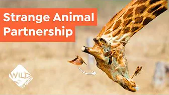 3 Unexpected Animal Relationships - Living in Symbiosis