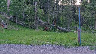 Wolf chasing a Bear in Yellowstone!