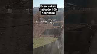 пжжж го 100 подписки наберем
