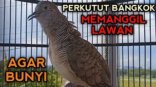SUARA PERKUTUT BANGKOK GACOR UNTUK PANCINGAN 