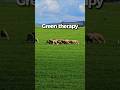 Morocco Road Trip to Fez | Stunning Green Fields &amp; Peaceful Countryside Stop