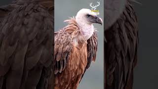 الفرق بين النسر والعقاب و الصقر  The difference between the eagle and the falcon