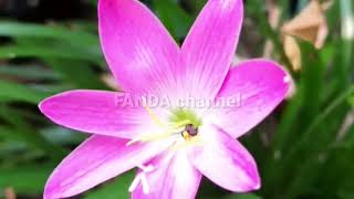 rileksasi music kecapi sunda,jawa barat