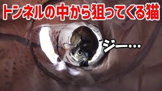 黒目を大きくして狙ってくる猫 - A cat is aiming! -