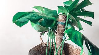 Repotting Monstera Deliciosa