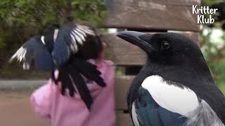 Download Lagu Magpie Yang Berutang Hidupnya Kepada Manusia Menjadi Teman Semua Orang Sebagai balasannya MP3 Download Lagu Magpie Yang Berutang Hidupnya Kepada Manusia Menjadi Teman Semua Orang Sebagai balasannya MP3