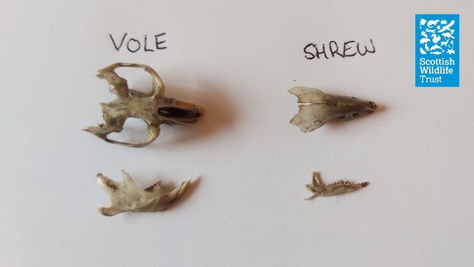 Finding owl pellets : Jake's Bones