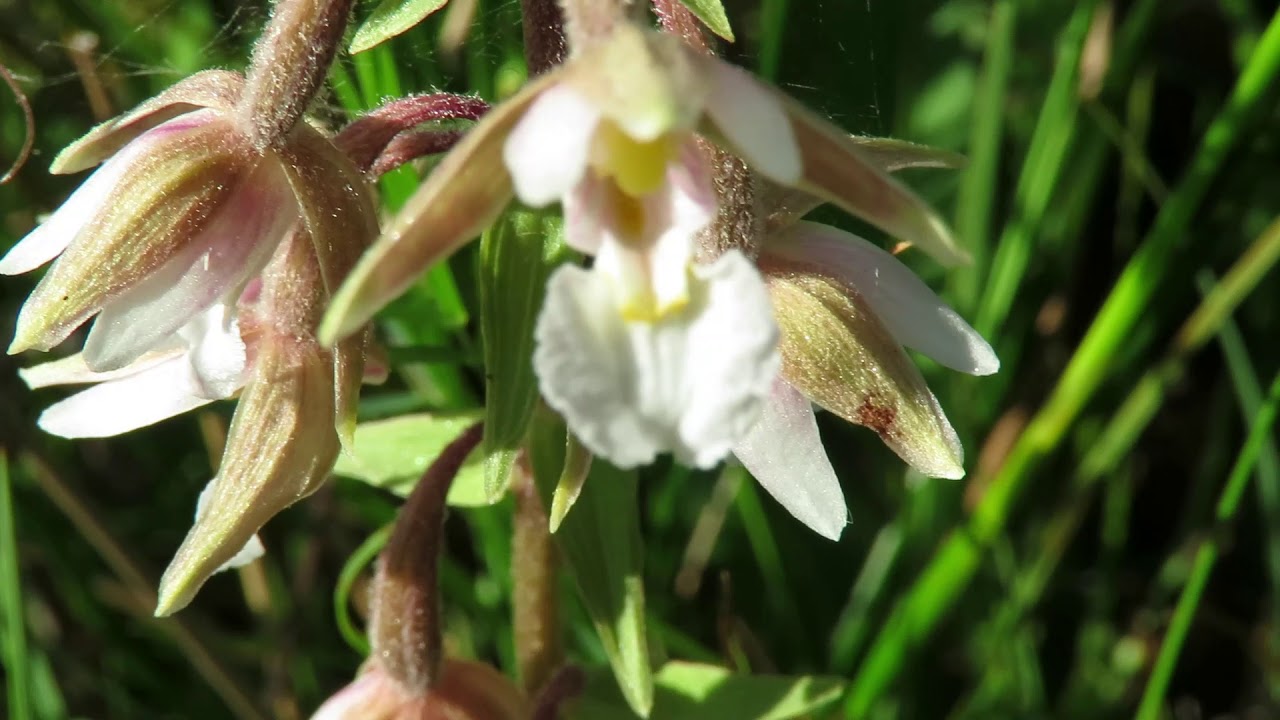 My Norfolk Orchid Hunt (Part 15) Marsh Helleborine