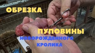 Принудительный окрол/Вызываем окрол у крольчихи и принимаем крольчат/Момент окрола Принудительный окрол/Вызываем окрол у крольчихи и принимаем крольчат/Момент окрола