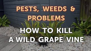 All necessary for pest control
https://amzn.to/2rlu5cg---------------how to kill a wild grape vine.
when vines take over your yard they cling t...
