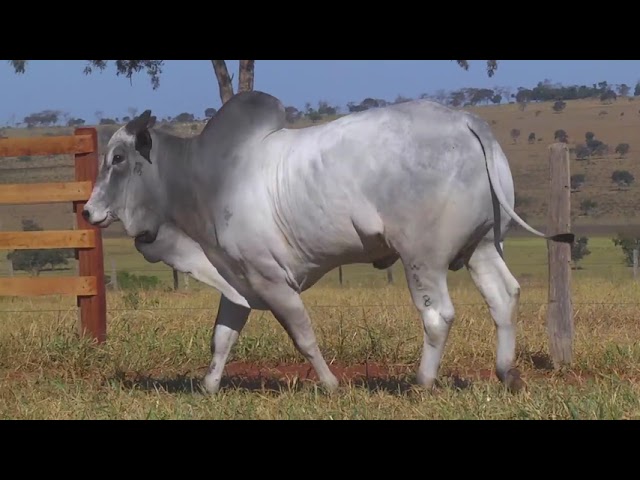 LOTE 38   HWA 3661 mp4