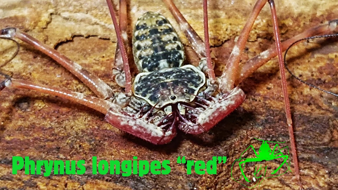 Phrynus longipes “red”