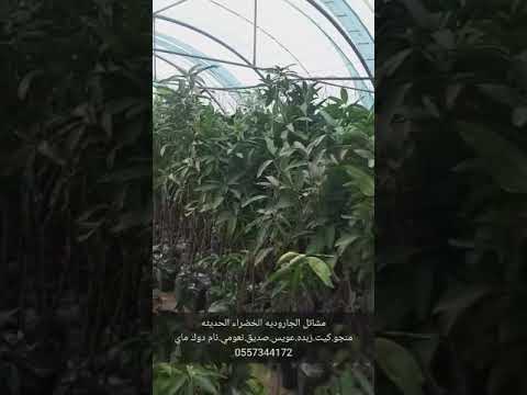 مشاتل الجاروديه الخضراء الحديثه