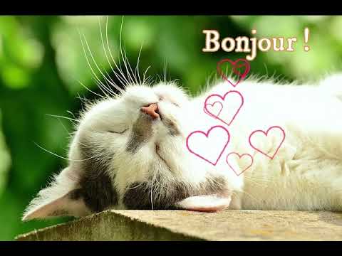 Bonjour Chat 1 Youtube