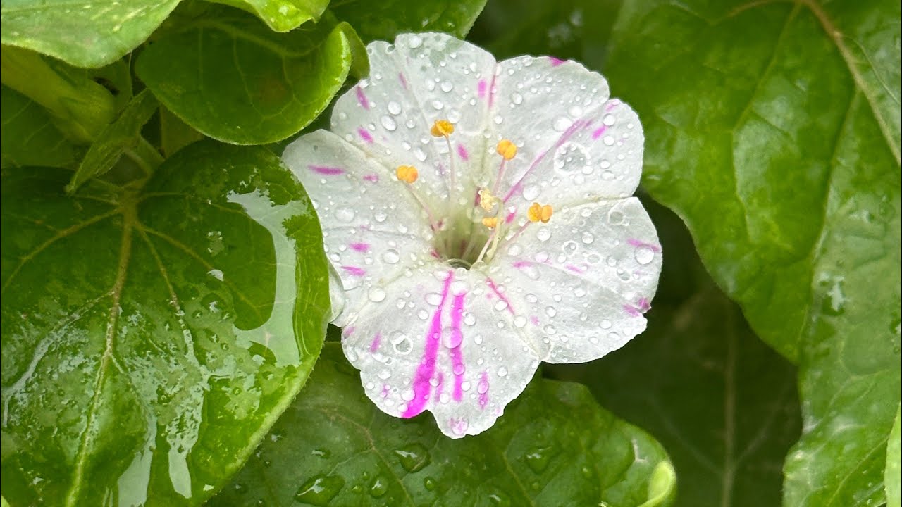 شرح مفصل عن نبات لالة عباس وطريقة اكثاره