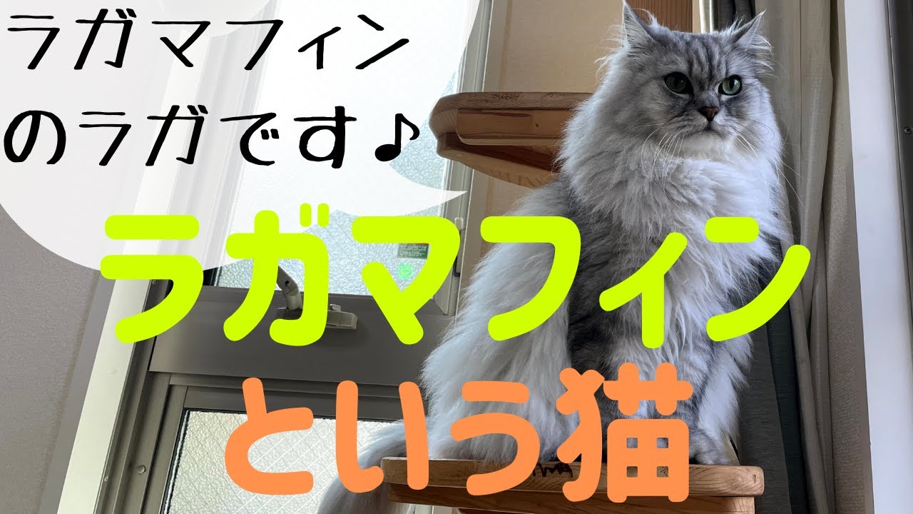 猫品種ラガマフィン】ラガマフィンという猫について - YouTube
