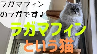 【猫品種ラガマフィン】ラガマフィンという猫について