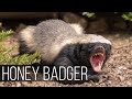 HONEY BADGER is the most aggressive and fearless animal in the world! Honey badger vs lion, leopard