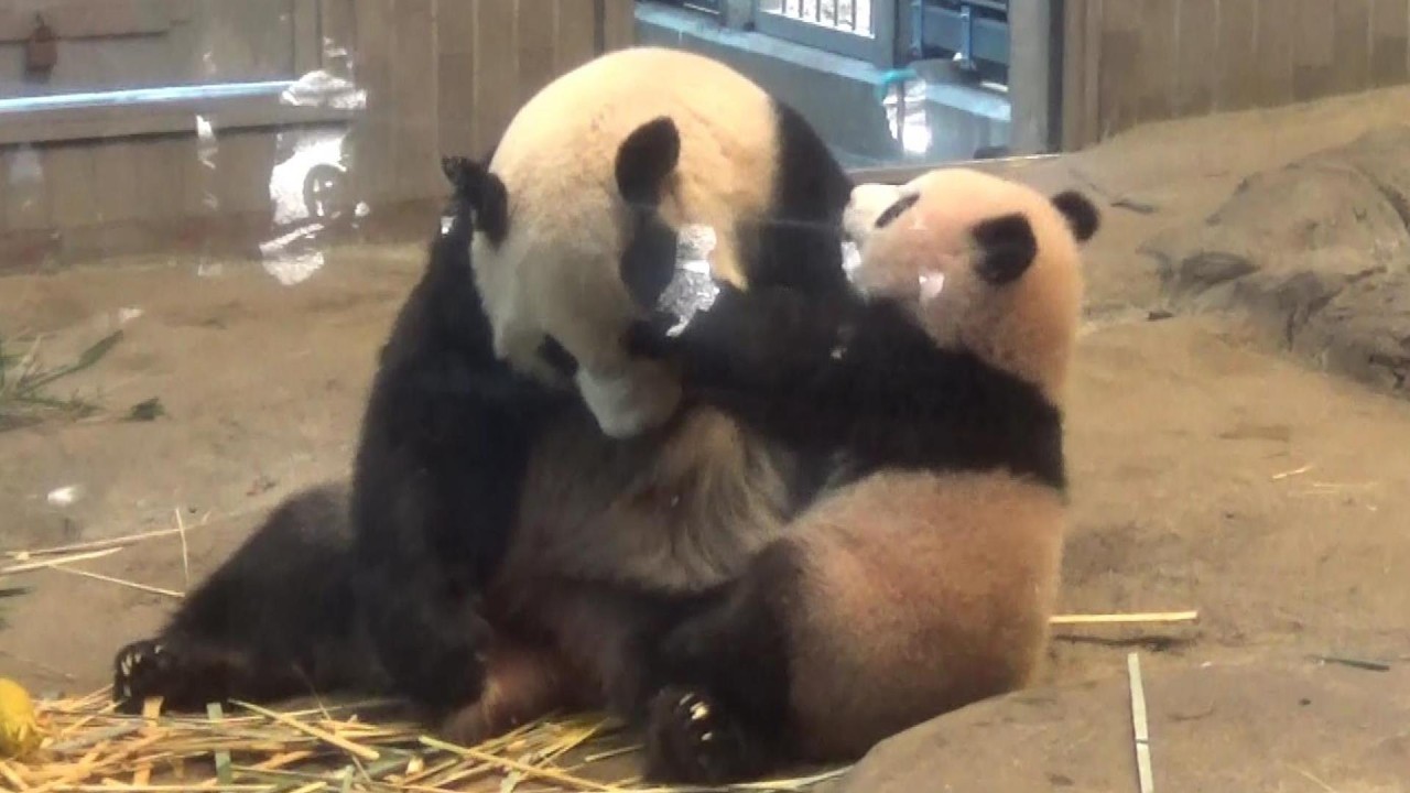 Happy pandaful days🐼】パンダ家族の日常 Cute giant panda #203