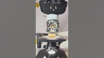 After 48 hours besic microscope 🔥#shortvideo