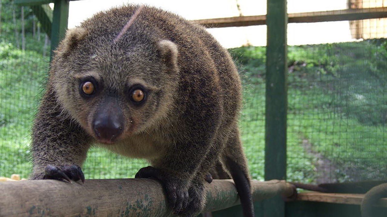 Nice facts about A baby cuscus stays in its mother’s pouch for up to 7