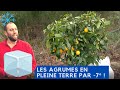 Des AGRUMES EN HIVER EN PLEINE TERRE C'EST RISQUÉ !