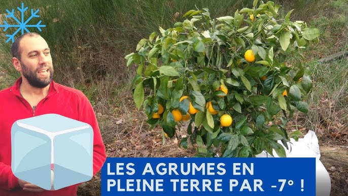 7 règles d'or pour réussir son citronnier ou son oranger dans son jardin -  Femmes d'Aujourd'hui