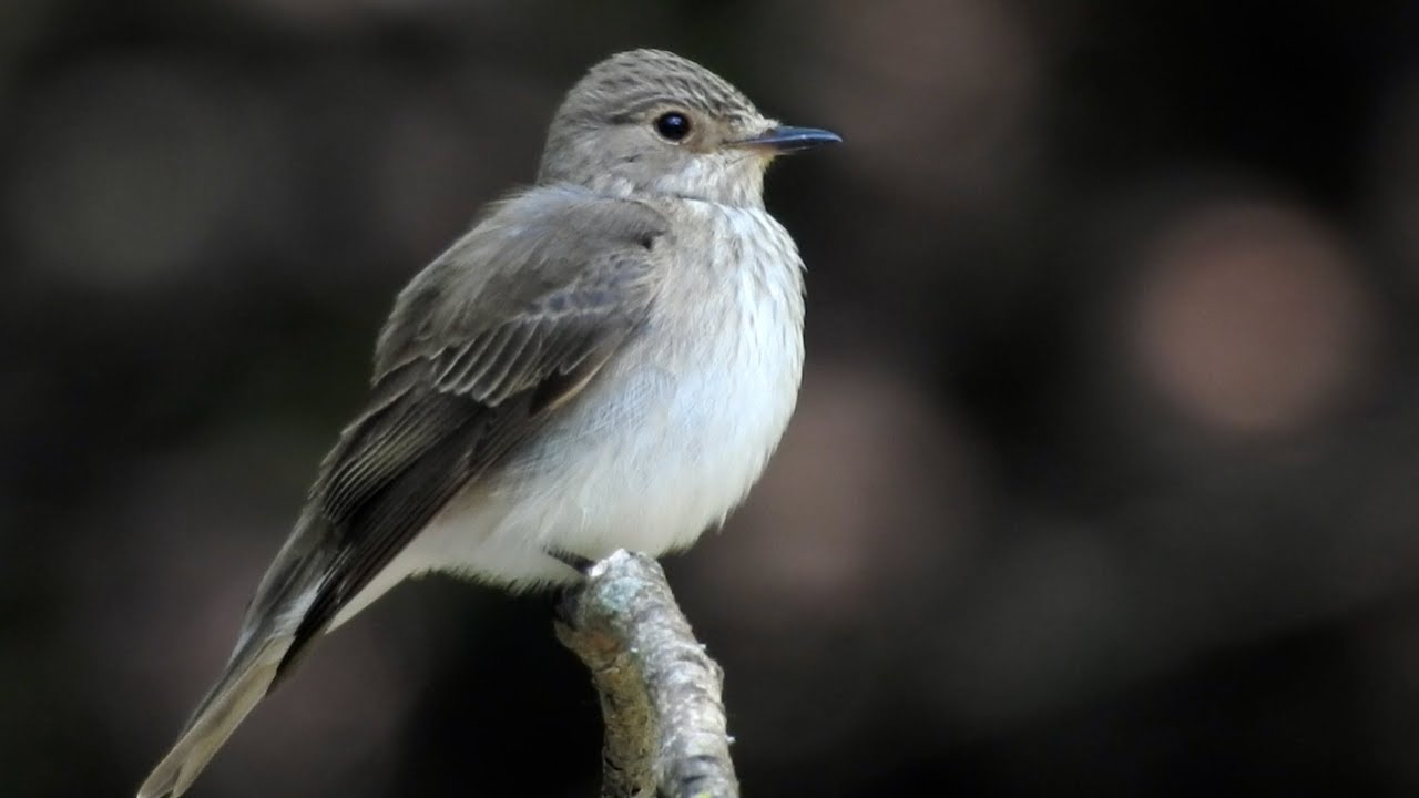 eifel rallye festival Spotted flycatcher, Grauschnäpper