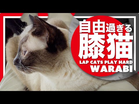 自由すぎる膝猫