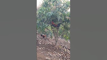 Huấn luyện gà mồi gáy giọng rừng cực hay. lau qaib qus qua zoo cuab ntxim tuaj kaws li