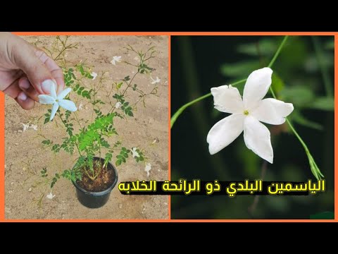 فيديو: ياسمين غير مزهر - ماذا تفعل لياسمين بلا أزهار