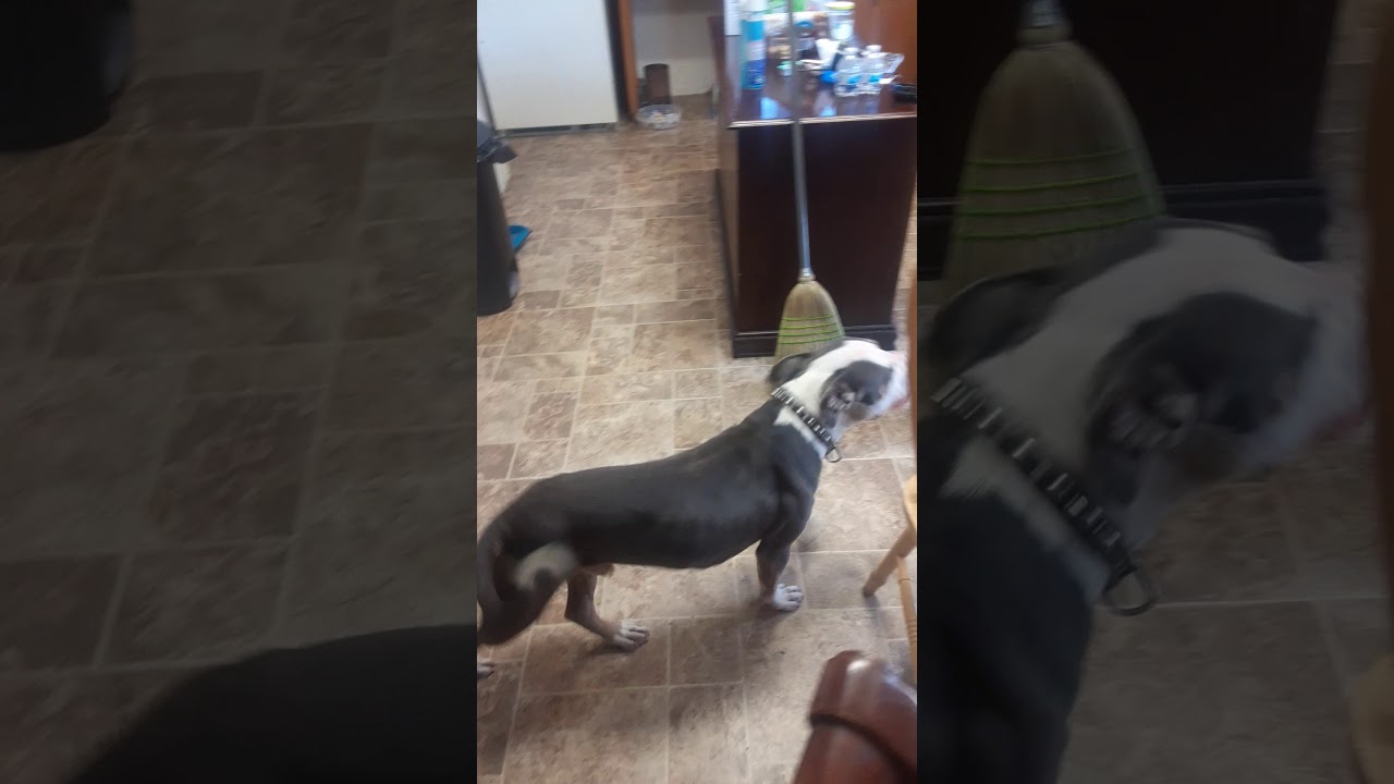 MOST SEE.    Alcoholic dog drops cup for RUNTZ....