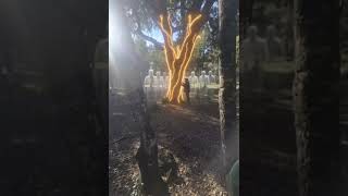 Portal 5/5 Sanando linaje masculino para brillar con luz propia