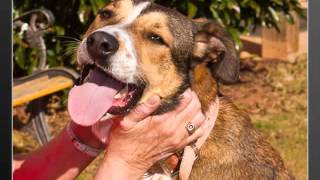 LaGrange Troup County Humane Society - Someone Saved My Life Tonight