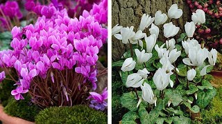 How To Plant Cyclamen Autumnwinter Guide