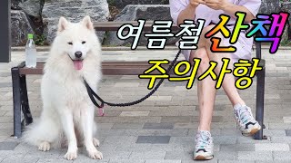 여름철 강아지 산책 시 주의사항 - 폭염? 미세 먼지? | 강형욱 산책 편 참고함