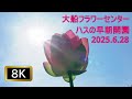 【8K】ハスの早朝開園:大船フラワーセンター(2025.6.28)蓮・はす・ハス・lotus flower