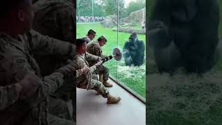 3 Jacked Marines Vs 1 Gorilla Tug Of War 6 Seconds Later Theyre Eating Dirt