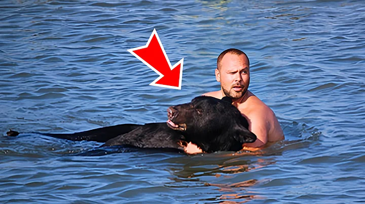Man Saved A Drowning Bear, Then The Bear Did Something Incredible