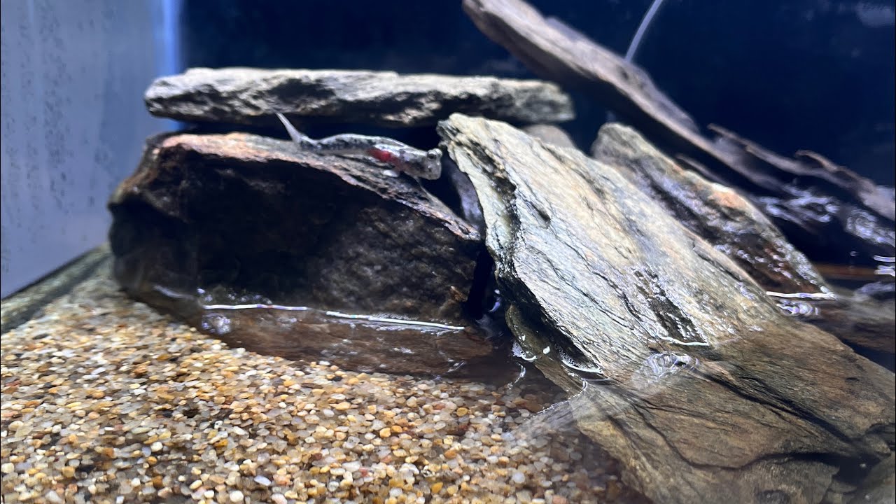 YENİ EGZOTİK TÜR!! ÇAMUR ZIPZIPI ALDIM