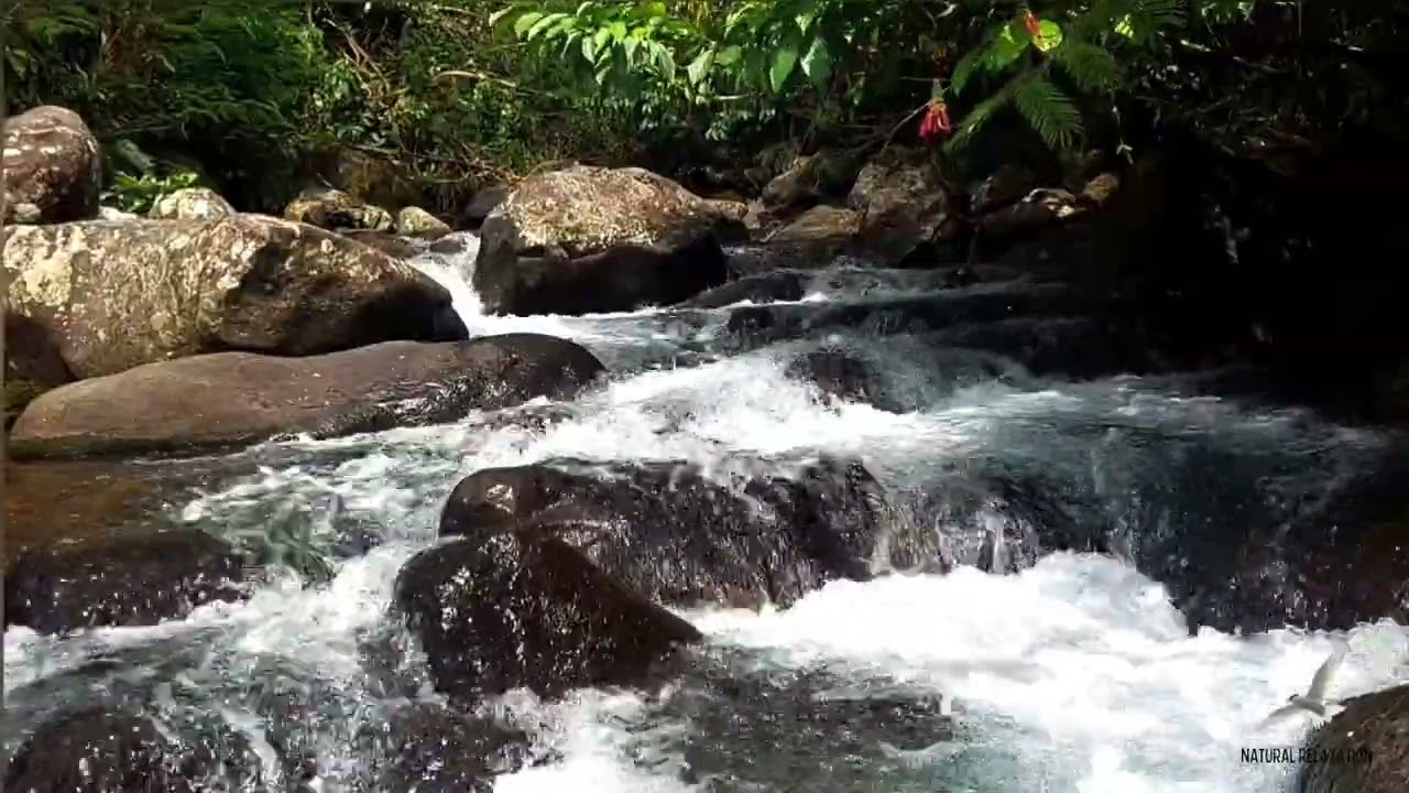 Natural Relaxation with the sound of flowing rivers and chirping birds || Peace of Heart and Mind 