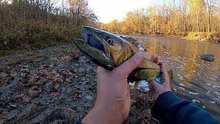 King Salmon and Steelhead - Lake Erie Tributary