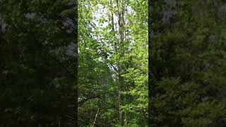 Groundhog climbing tree